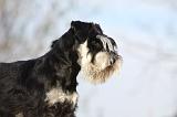 SCHNAUZER NAIN 051